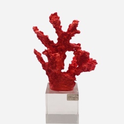 Bomboniera laurea Chiaraela corallo piccolo